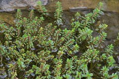 Rotala malampuzhensis